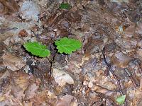 (6 von 243) : KIGA Hausen Waldwoche